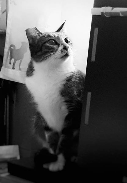 Free Image Hosting